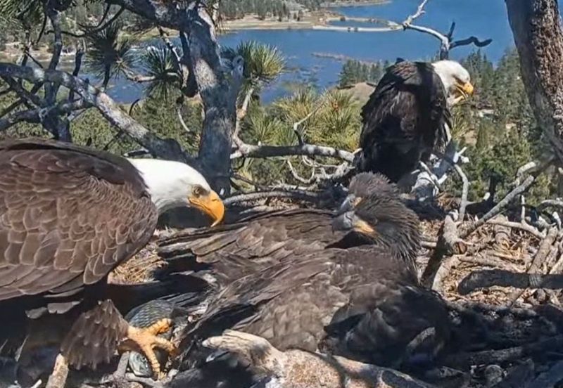 The Big Bear bald eagle nest, pictured on Friday, May 9, 2025.