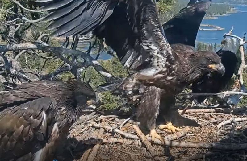 Bald eaglet Gizmo practices wing flapping at the Big Bear nest on Monday, May 13, 2025.