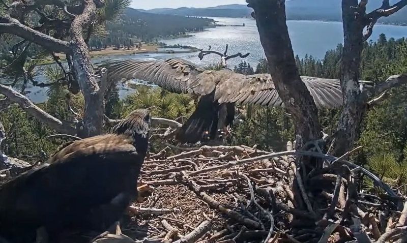 Sunny practices catching the wind under her wings while Gizmo watches with fascination at the Big Bear bald eagle nest on Friday, May 30, 2025.
