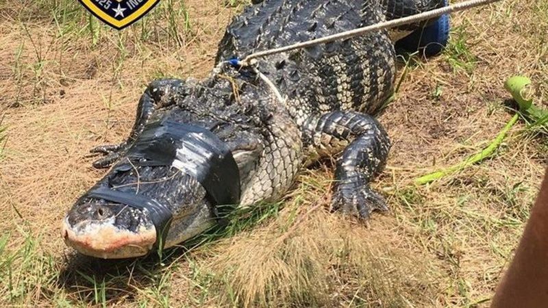 This is the 12-foot-6-inch alligator trapped on Friday, June 8, 2018, and found with a disappeared woman's arm inside of it at Silver Lakes Rotary Nature Park in Davie, Fla. (Davie Police Department/TNS)