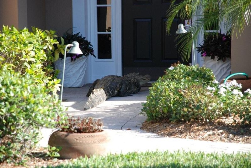 Nokomis resident Jan Keith found an eight-foot long alligator on her front porch in the Calusa Lakes sudivision Friday morning. Trapper Harry Flechig and two Sarasota County Sheriff's deputies quickly captured the animal. Florida is entering gator mating season, the most active time for the animals.