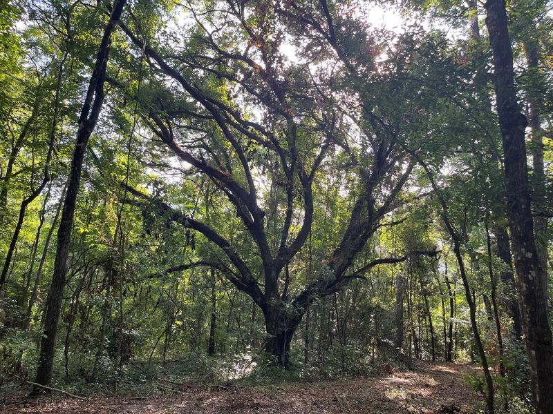 The Red Hills Community Cemetery is planned for 20 acres in Hickory Preserve in eastern Leon County.
