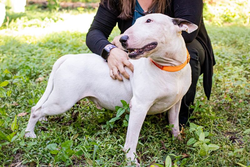 The abandoned dog, now renamed Trooper, became famous on social media after being seen tied to a fence as Hurricane Milton approached. He is seen here playing with his new foster at his temporary home.