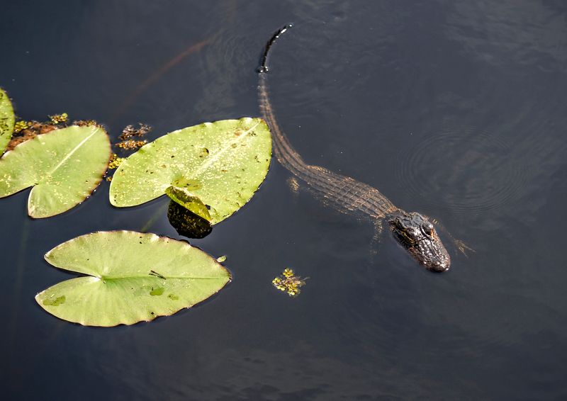 An alligator is seen paused in the waterway of Indian Hills Recreation Area, located on the south side of Savannah Road on Wednesday, April 3, 2024 in Fort Pierce. The 20-acre pond is part of a stormwater retention area on the south side of Savannah Road in Fort Pierce .The stormwater project provides treatment for an 1, 242-acre watershed that is home for alligators, turtles, egrets, and other animals and birds that can be seen while wandering through the sidewalks and bridges.