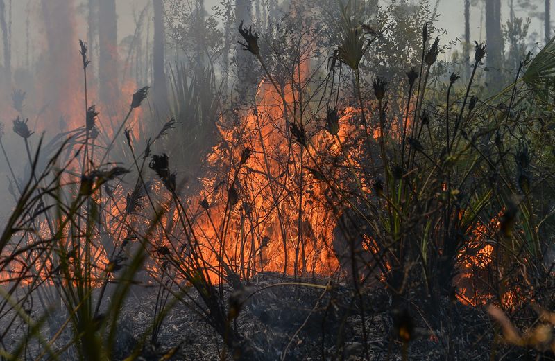 The Florida Park Service along with AmeriCorps conduct a controlled burn, also known as a prescribed burn, within Jonathan Dickinson State Park in on Friday, March 14, 2025, in Hobe Sound. The prescribed fire helps to reduce overgrowth of woodlands burning off accumulated dry vegetation and helps to protect woodlands from larger destructive wildfires.