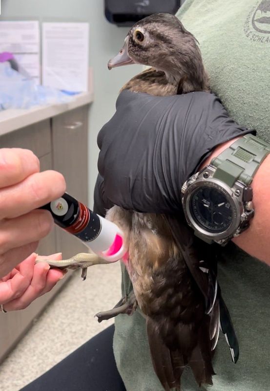 Maybelline the wood duck, Busch Wildlife's newest resident, receives laser therapy on her leg, which staff believe had an impairment due to her being raised in captivity.