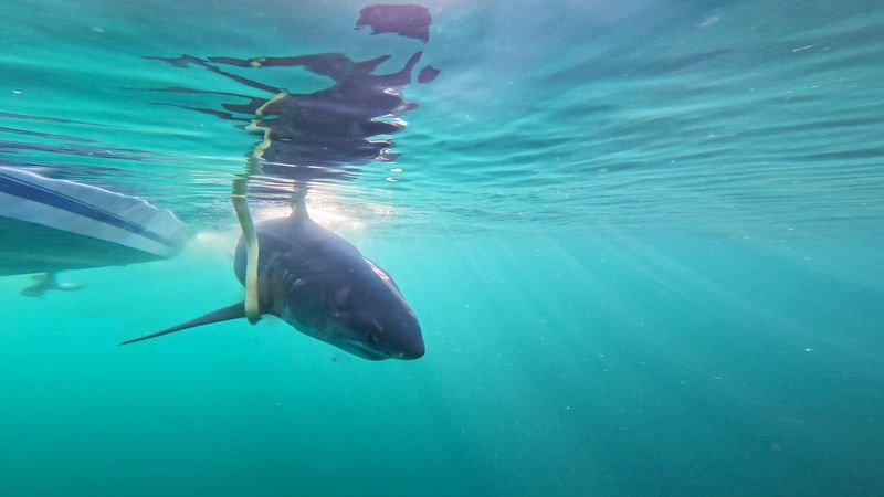 Dold, a 761-pound, 11 foot, 2 inch male great white shark was tagged by OCEARCH off the Florida/Georgia coast on Feb. 28, 2025.