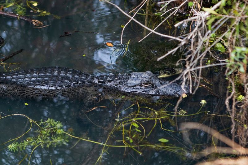 An alligator in a small body of water.
