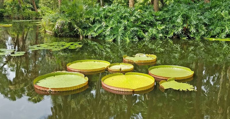 The koi fish living in the moat around the Singing Tower at Bok Tower Gardens will be taken elsewhere for care when the moat is drained starting June 16.