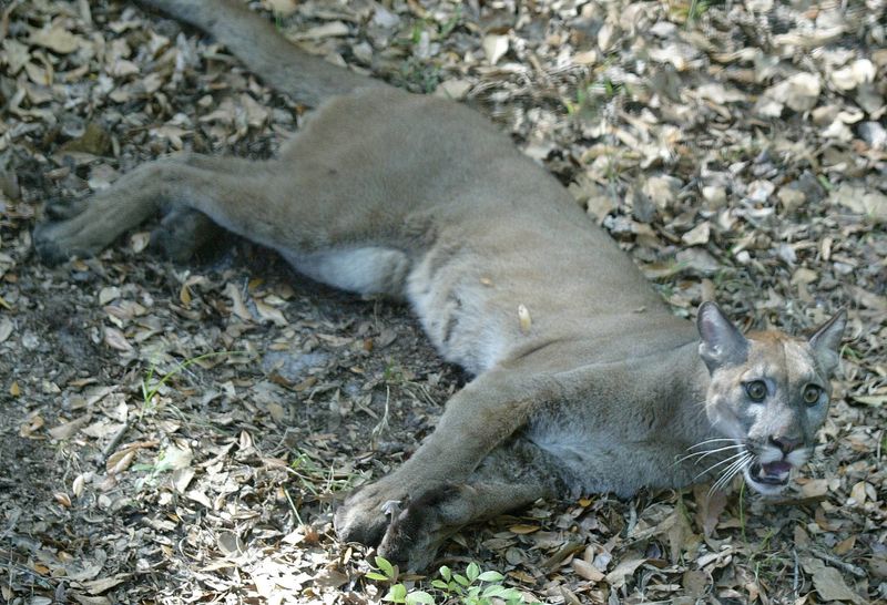 The Tallahassee Museum introduced Buddha, a two-year-old male panther, to the community in 2011. “This young panther has a lot of energy, curiosity and playfulness,” said Museum Animal Curator Mike Jones at the time.