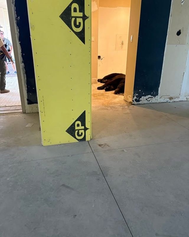 The Naples Police Department posted a photo of a black bear napping at a condominium complex under construction in Naples on May 30, 2025.