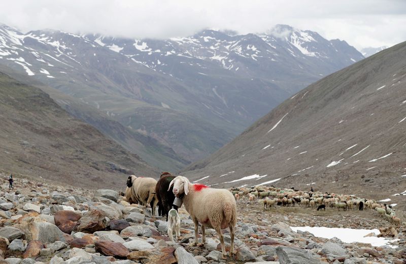 FILE PHOTO: Sheep make their way down to "Rofenberg" pasture in the region of Tyrol, Austria, June 9, 2018. Picture taken June 9, 2018. REUTERS/Lisi Niesner/File Photo