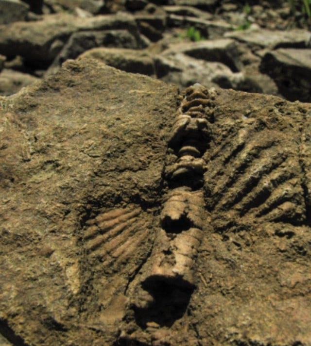 Fossils can be found in places around the shoreline of Lake Monroe. This one is imbedded into a large rock. While people can admire and take photos of the fossils, they should not be removed on state property.