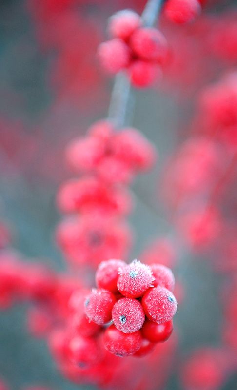 In this file photo, cold weather brings frost to the vegetation around Mt. Juliet giving an accent of frosty white to the plants.