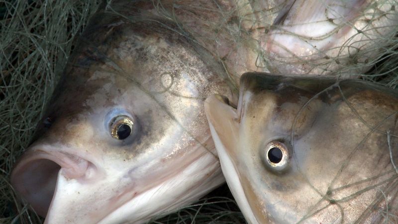 Genetic material from Asian carp has been found in the Kalamazoo River.