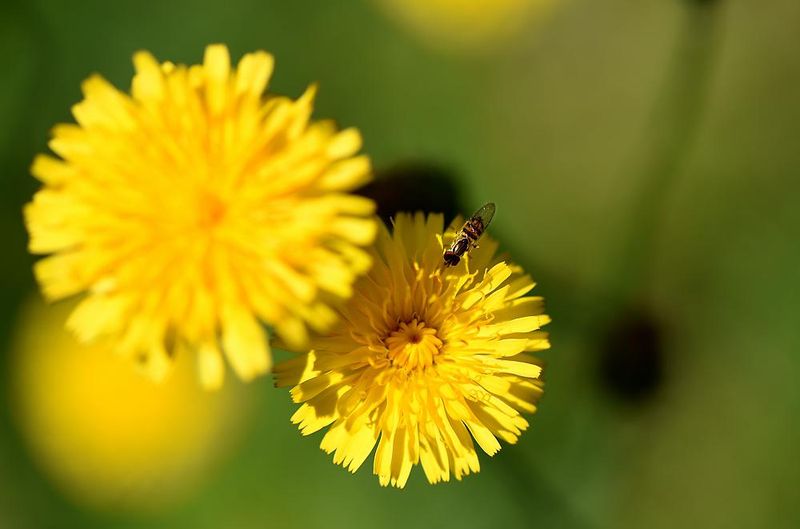 FILE - A small bee sits on a dandelion in Augusta.