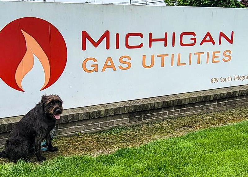 Raven Ruckus, a wheaten terrier mix from Petersburg, was Michigan Gas Utilities' 2024 safe-digging "ambassadog." The utility seeks entries through April 7 for its 2025 contest.