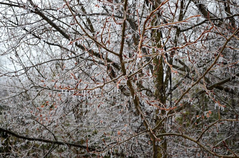 A tree is coated in ice in Petoskey on Saturday, March 29, 2025.