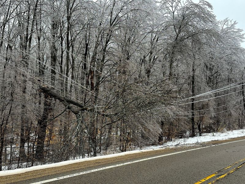 A large tree snapped under the weight of ice and collapsed onto power lines along Boyne City Road in Charlevoix County on Sunday, March 30, 2025.