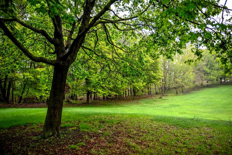 A view from the hill at Forest View Park on Tuesday, May 6, 2025, in Lansing.