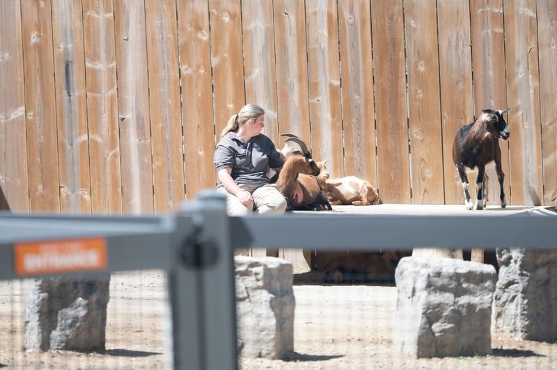 A staff member tends to African pygmy goats at Binder Park Zoo in Battle Creek on Thursday, May 8, 2025.