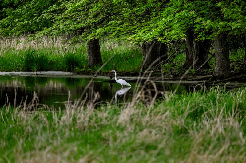 A great egret wades in one of several ponds at the Bunker Nature Preserve on Tuesday, May 13, 2025, in Mason.