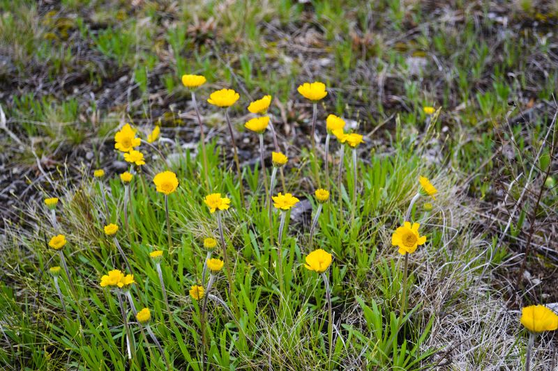 A few Lakeside daisies start to bloom in April 2019.