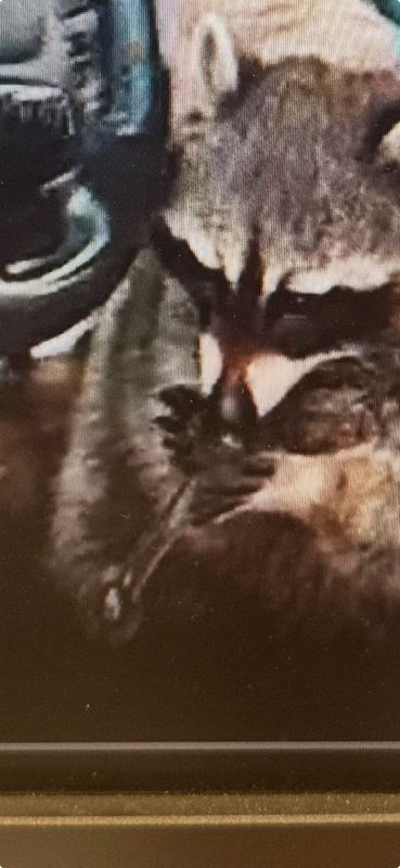 Springfield Township police say they discovered a raccoon named Chewy sitting in the driver's seat with a meth pipe in its mouth when they were conducting a traffic stop May 5, 2025.