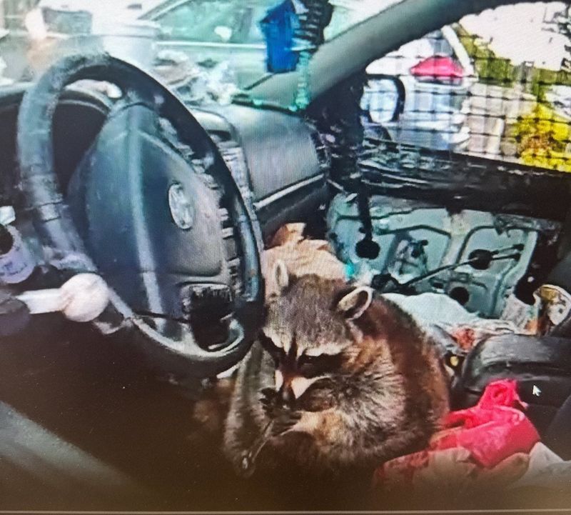 Springfield Township police say they discovered a raccoon named "Chewy" sitting in the driver's seat with a meth pipe in its mouth when they were conducting a traffic stop May 5, 2025.