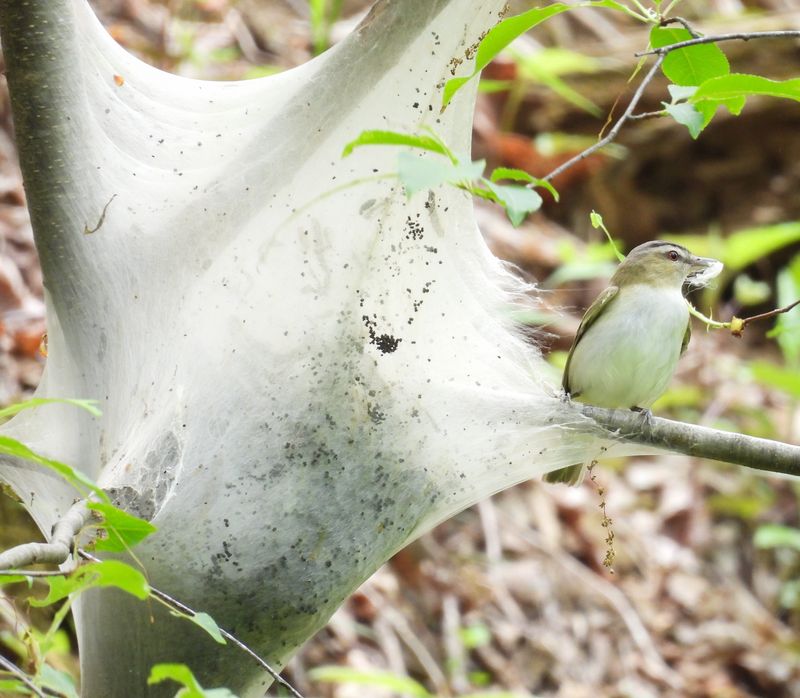 A red-eyed vireo is shown harvesting tent-caterpillar nest silk.