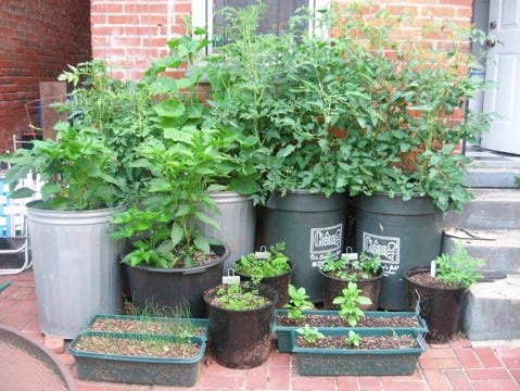 Containers of various sizes can be used to grow vegetables in small spaces.