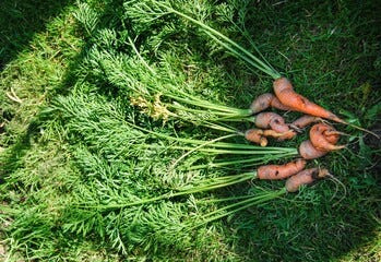 Stunting and misshapen root crops, such as carrots, are typically caused by overcrowding.
