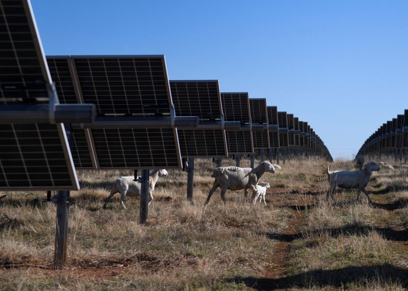 Sheep graze under solar panels on a farm run by Chad Raines in Texas
