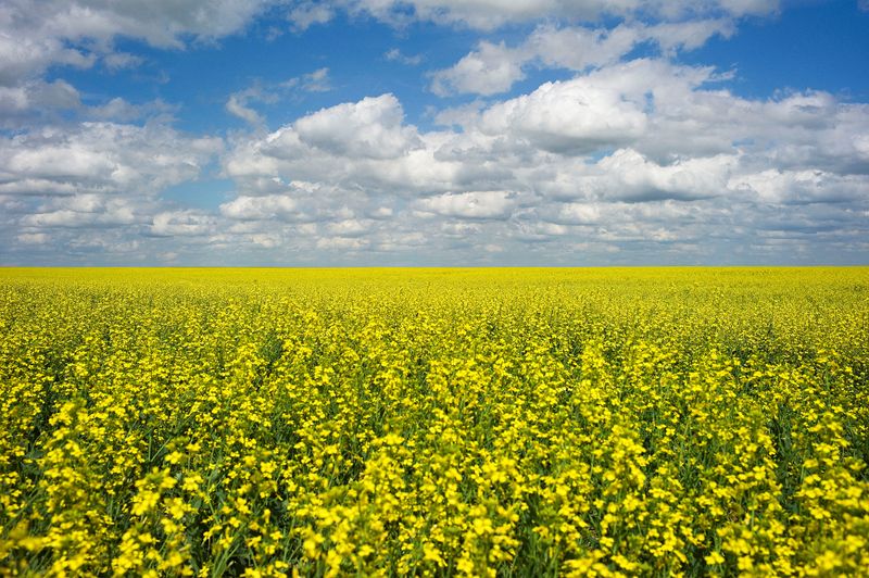 FILE PHOTO: A canola crop sits in full bloom on the Canadian prairies near Fort Macleod, Alberta, July 11, 2011. REUTERS/Todd Korol/File Photo