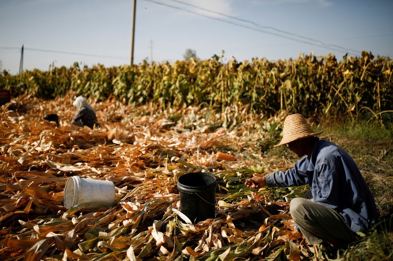 FILE PHOTO: Farmers harvest corn in a field on the outskirts of Jiayuguan, Gansu province, China September 28, 2020. Picture taken September 28, 2020. REUTERS/Carlos Garcia Rawlins/File Photo