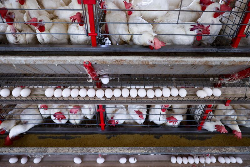 FILE PHOTO: Chickens sit at a poultry farm as Brazil's egg exports soar amid stronger U.S. demand, in Taquari, Rio Grande do Sul, Brazil, March 12, 2025. REUTERS/Diego Vara/File Photo