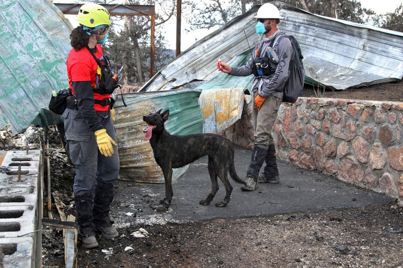 FILE PHOTO: A search dog and handler from the Federal Emergency Management Agency Urban Search and Rescue team combs a burned property after the South Fork and Salt wildfires struck the area around Ruidoso, New Mexico, U.S. June 25, 2024.  Southwest Area Incident Management Team 5/Handout via REUTERS/File Photo