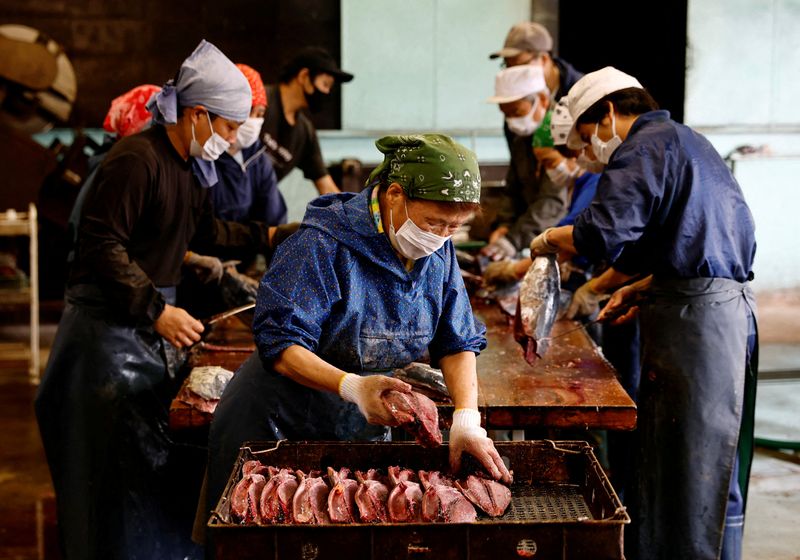 FILE PHOTO: The Wider Image: Fatty ‘katsuo’ fish may foreshadow climate change, threat to Japan’s sushi