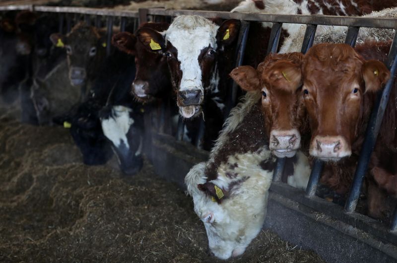 FILE PHOTO: Beef cattle feed indoors on a farm near Biggar, Scotland, Britain January 22, 2021. Picture taken January 22, 2021. REUTERS/Russell Cheyne/File photo