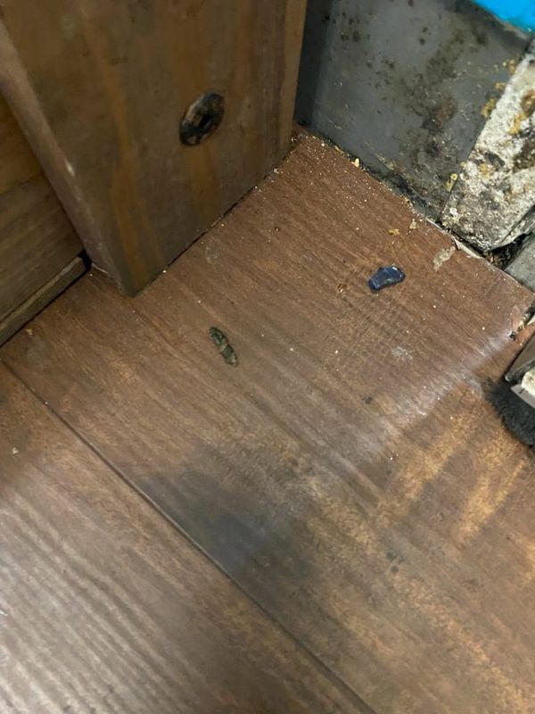 The retail floor at Sendik's on Downer. Fresh mouse and rat droppings were found throughout the basement storage and first-floor areas, including the kitchen and retail space, at Sendik’s on Downer, 2643 N. Downer Ave., prompting the Milwaukee Health Department to close the grocery store May 5, 2025.The store will reopen after a reinspection shows the facility meets public health standards.