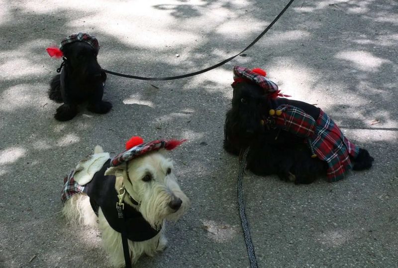A trio of Scottish terriers is dressed for the occasion as they prepare to take part in the Parade of Scots, one of the highlights of the annual Door County Scottie Rally in Baileys Harbor. The 25th anniversary of the rally is set for May 16 to 18 with more events open to the public than before in conjunction with the town's Baileys Big Weekend and Blessing of the Fleet.